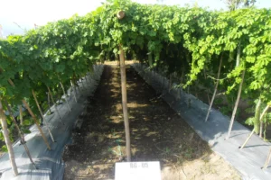 sogro bitter gourd for an emerging market segment