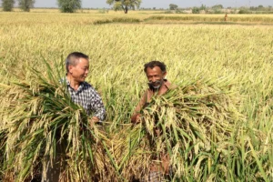 sogro legendary rice breeder with rice farmer of pakistan