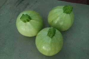 sogro tender high quality squash seed