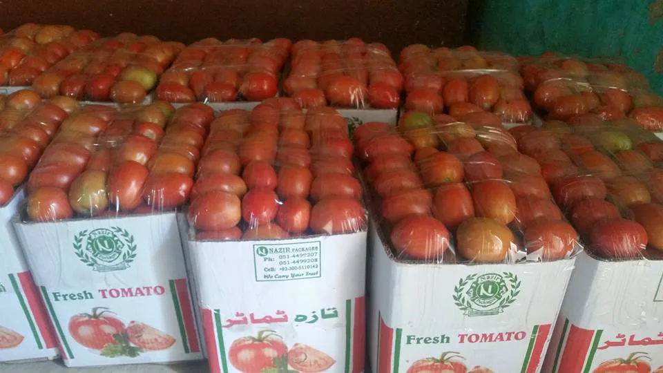 sogro tomy a vigorous tomato hybrid